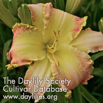 Daylily Rouen Cathedral